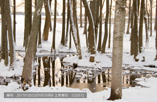 雪沼澤
