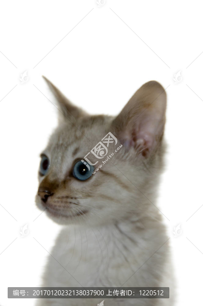 小貓