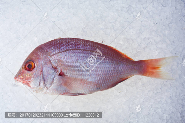 單原烏頰魚