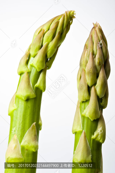 新鮮綠色的詳細(xì)說(shuō)明