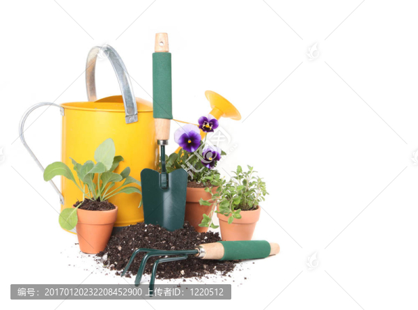 在花園里種植新花草