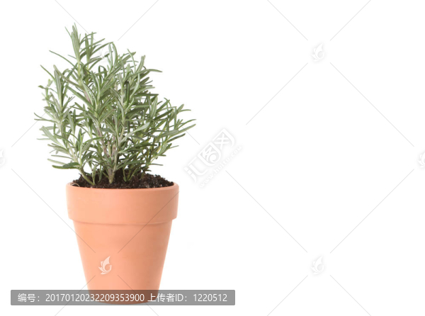 Clay,Pot種植的迷迭香香草