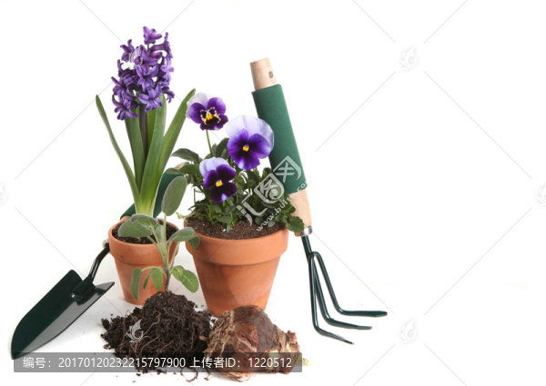 紫羅蘭花園用品；葫蘆；圣人