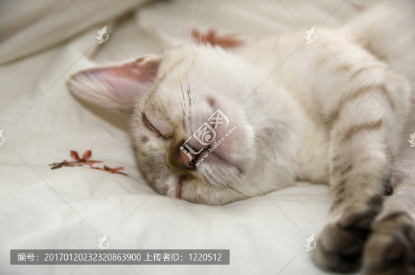 睡覺的小貓