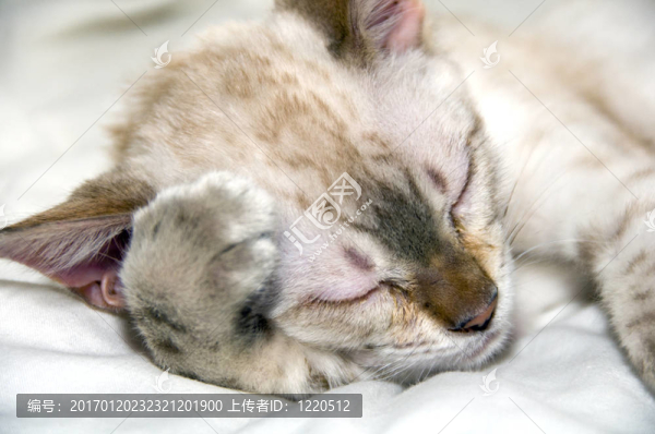 睡覺(jué)的小貓-匯圖網(wǎng) www.fosd68.com 睡覺(jué)的小貓
