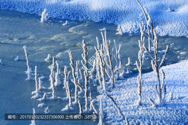 冰河草葉霜花