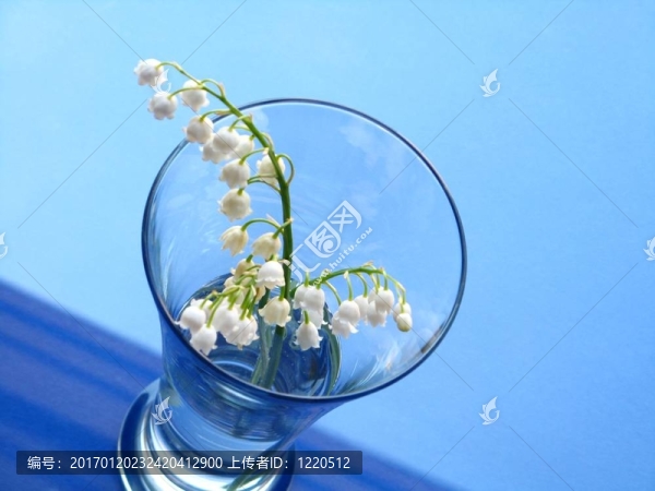 山谷的百合花
