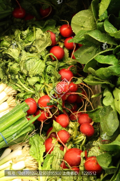 蘿卜3-匯圖網(wǎng) www.fosd68.com 蘿卜3