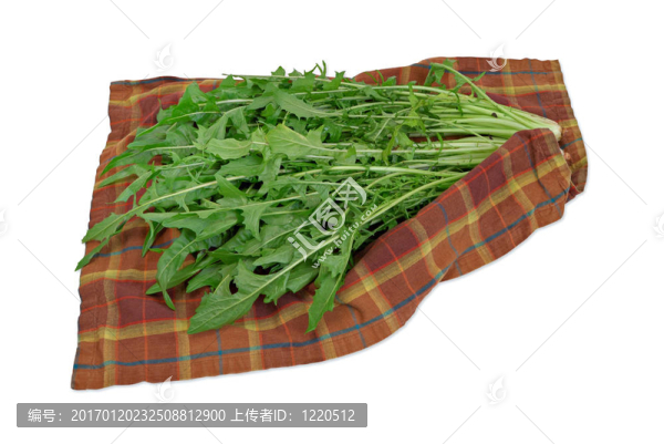 蒲公英