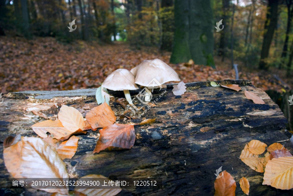 蘑菇生長在腐爛的殘端-匯圖網(wǎng) www.fosd68.com 蘑菇生長在腐爛的殘端