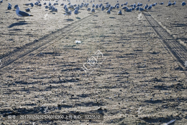 海鷗在沙灘上