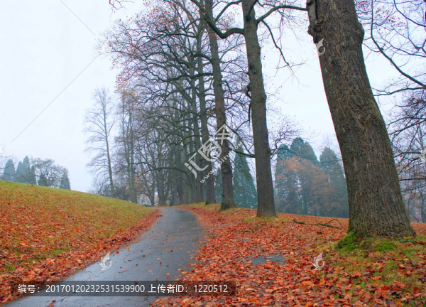 秋天；雨；樹葉和路