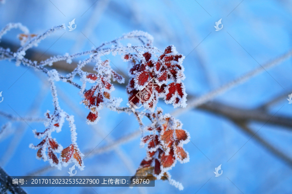 紅葉霜花