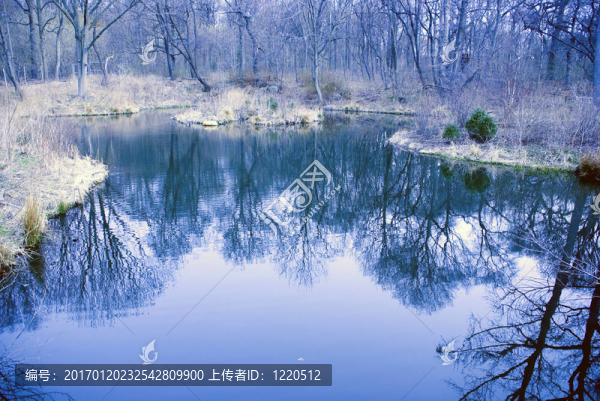 池塘水面上的樹木