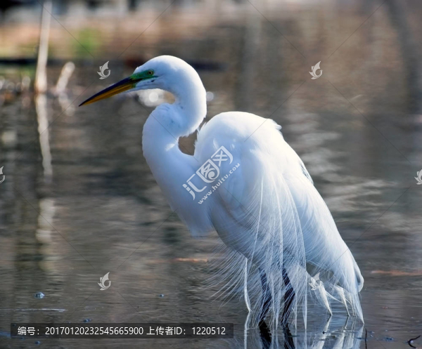 大白鷺在湖滬寧