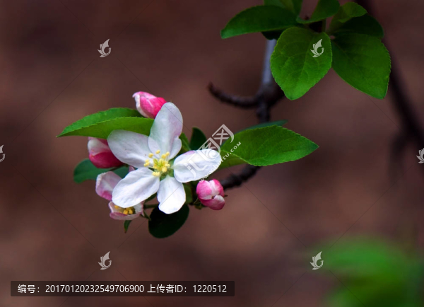 對(duì)一個(gè)模糊背景的花枝-匯圖網(wǎng) www.fosd68.com 對(duì)一個(gè)模糊背景的花枝