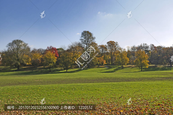 金色和紅色秋天的樹木在公園的路上。