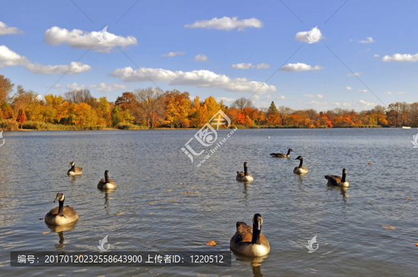 湖心島公園里的鵝-匯圖網(wǎng) www.fosd68.com 湖心島公園里的鵝