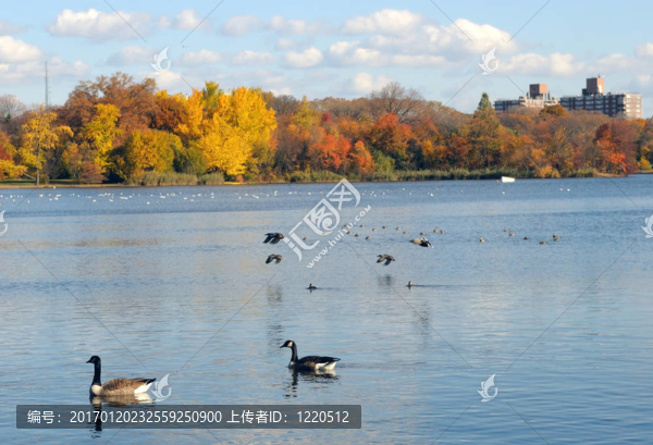 美麗的湖畔生活。