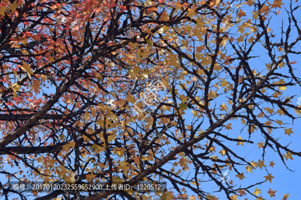 公園的秋天。秋天的樹枝和藍(lán)色的天空