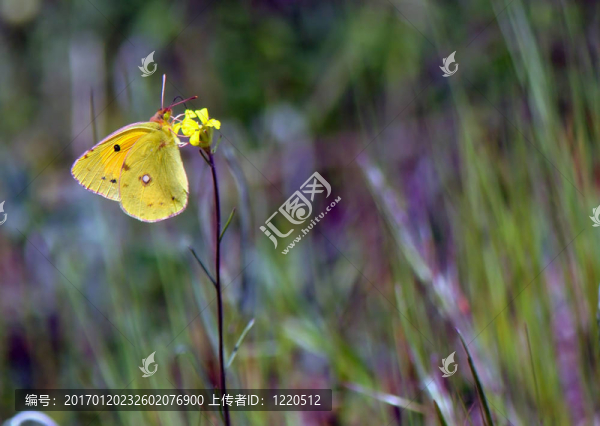 蝴蝶在黃色的花上-匯圖網(wǎng) www.fosd68.com 蝴蝶在黃色的花上