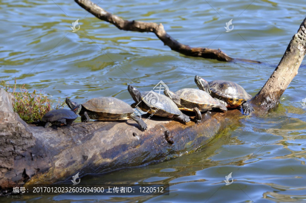 海龜擠在木頭上