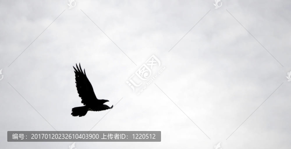 孤獨(dú)的黑鳥在飛翔中對(duì)抗凝結(jié)的云