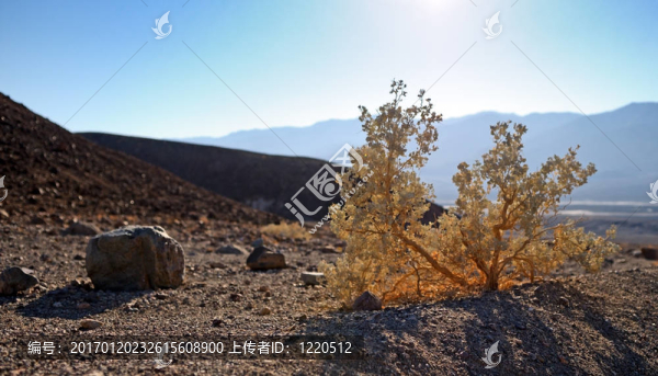 開花的灌木布什