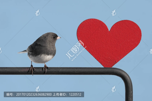 鳥(niǎo)與情人的心