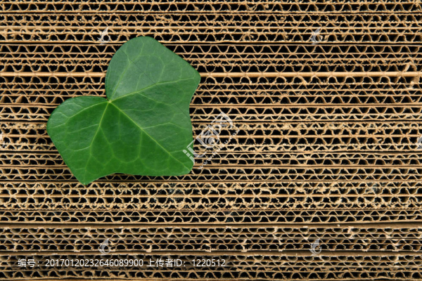紙板背景下的綠葉