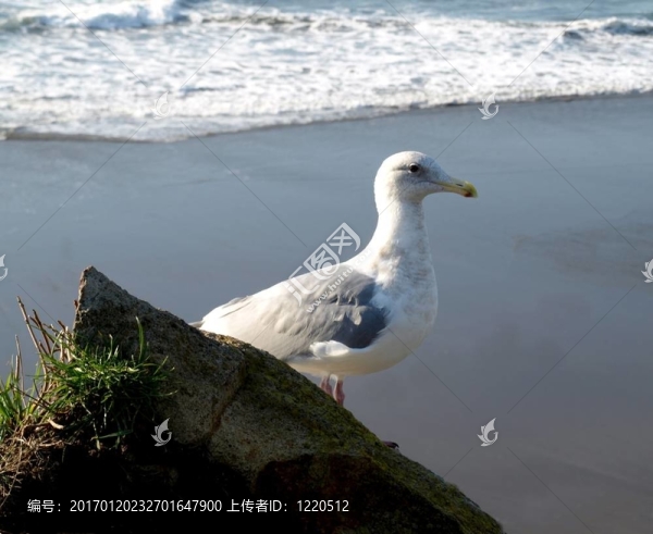 海鷗棲息在巖石上-匯圖網(wǎng) www.fosd68.com 海鷗棲息在巖石上