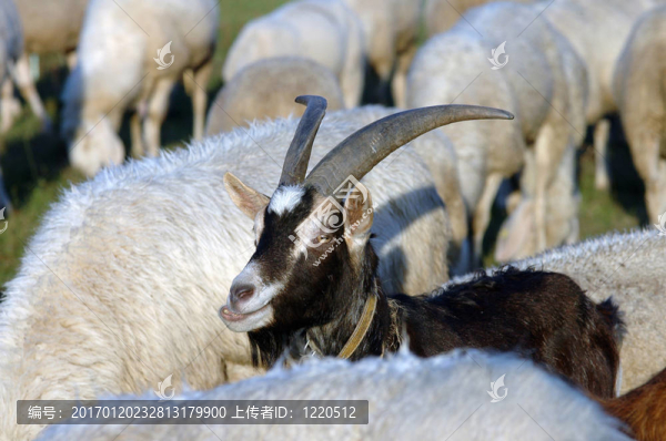 黑山羊