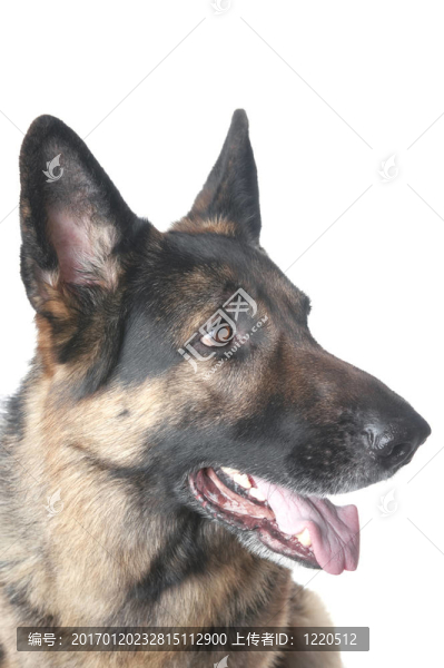 警犬特寫