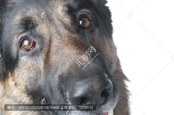 警犬的宏