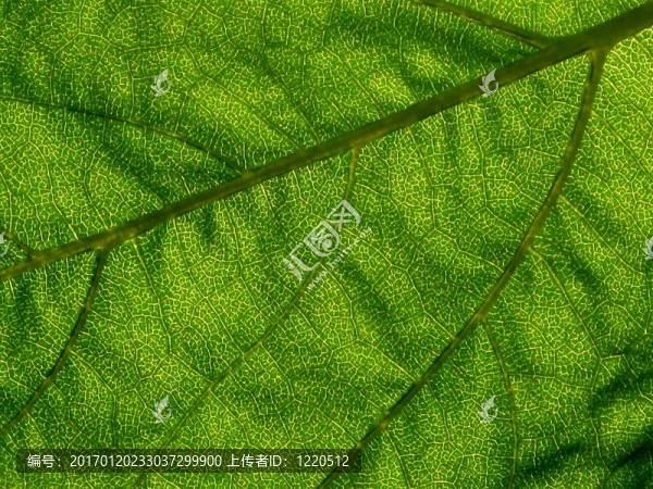 向日葵的葉子-細(xì)節(jié)-匯圖網(wǎng) www.fosd68.com 向日葵的葉子-細(xì)節(jié)