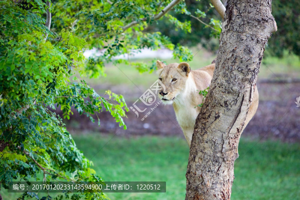 狩獵的獅子