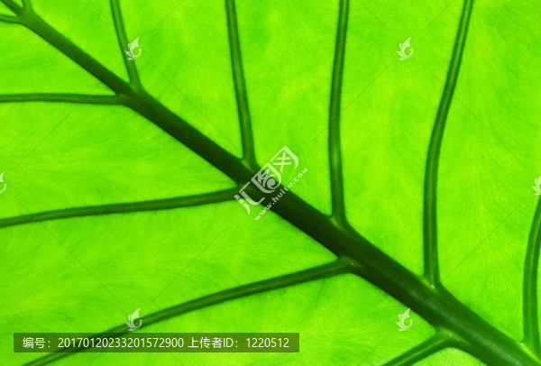 海芋葉帶背光