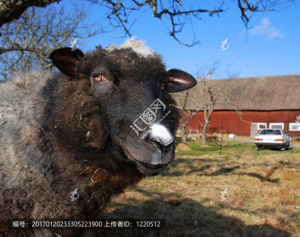 羊-匯圖網(wǎng) www.fosd68.com 羊