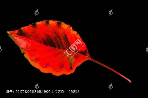 紅色的葉子