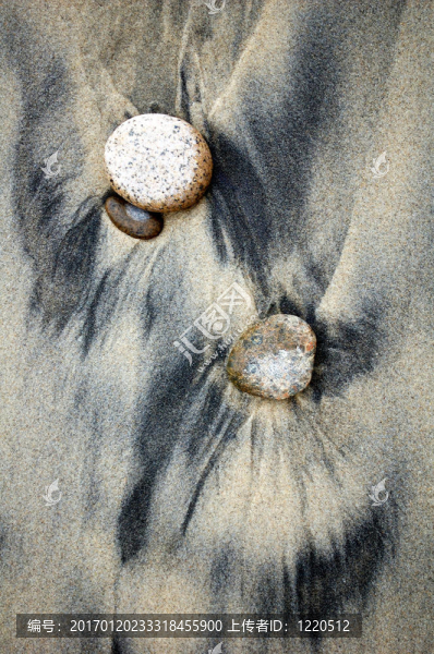 狗-匯圖網(wǎng) www.fosd68.com 狗