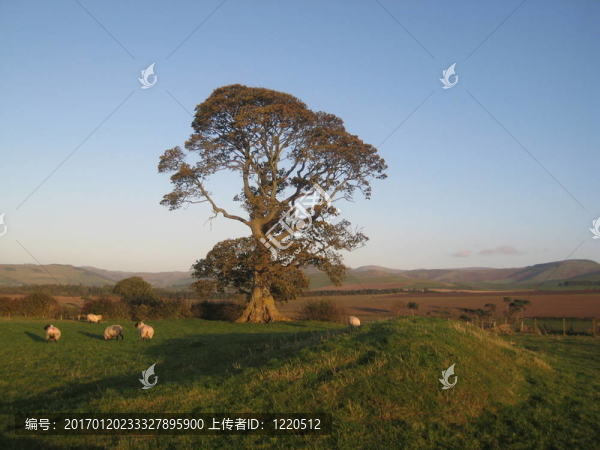 英國(guó)秋天的橡樹(shù)