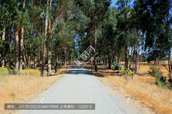 公園里的路