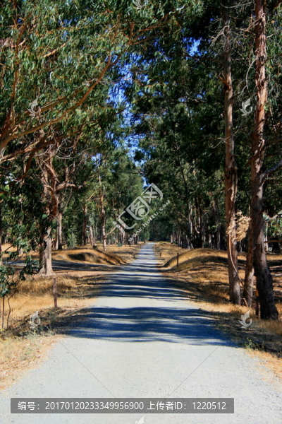 公園里的路
