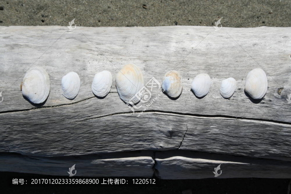 貝殼-匯圖網(wǎng) www.fosd68.com 貝殼