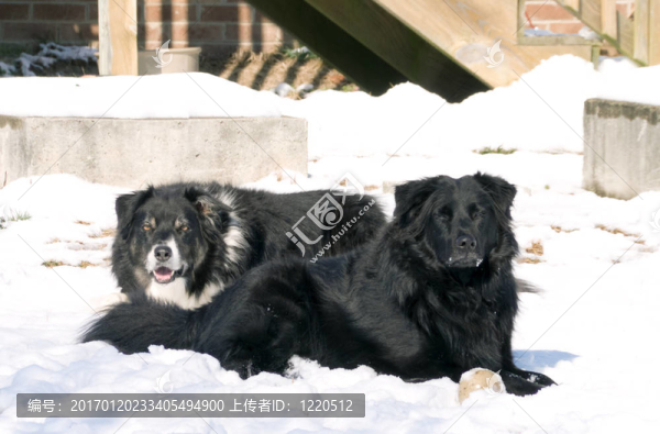 邊境牧羊犬