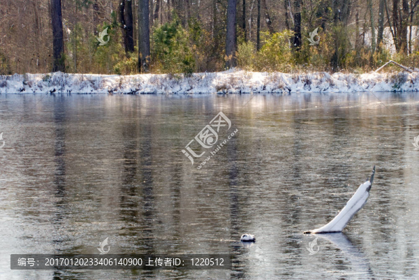 Frozen,Pond的樹