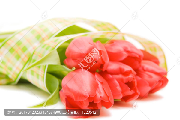 紅色郁金香隔離在WH