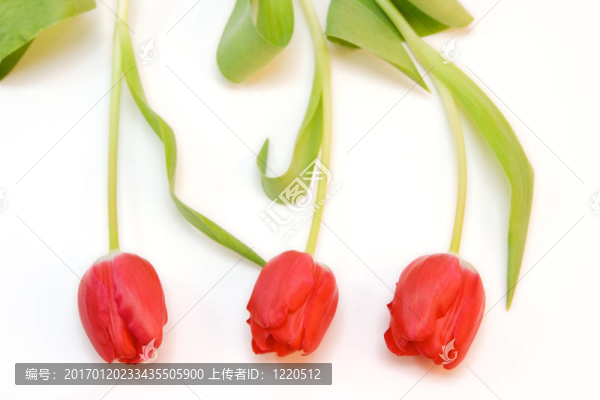 紅色郁金香隔離在WH