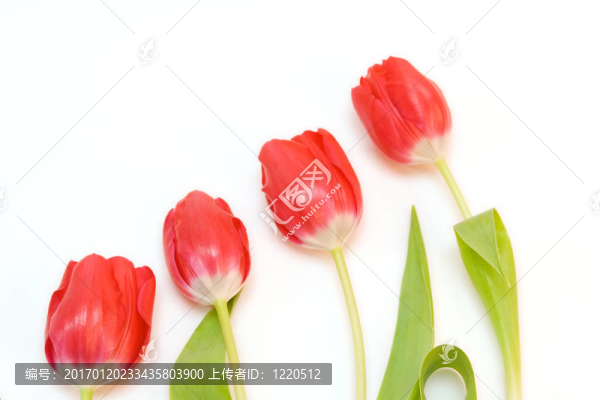 紅色郁金香隔離在WH