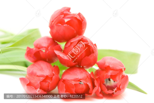 紅色郁金香隔離在WH